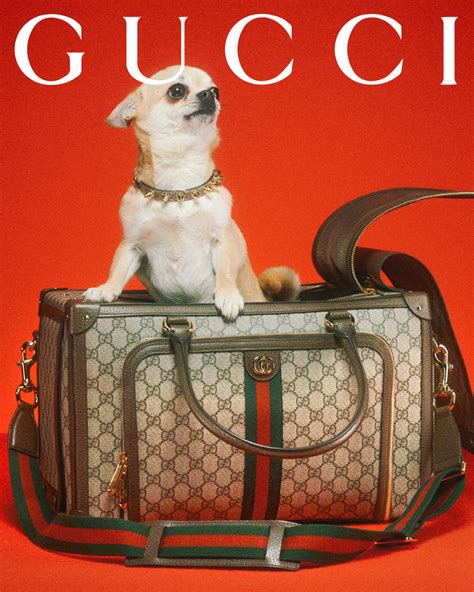 gucci dog campaign|gucci promotional campaign.